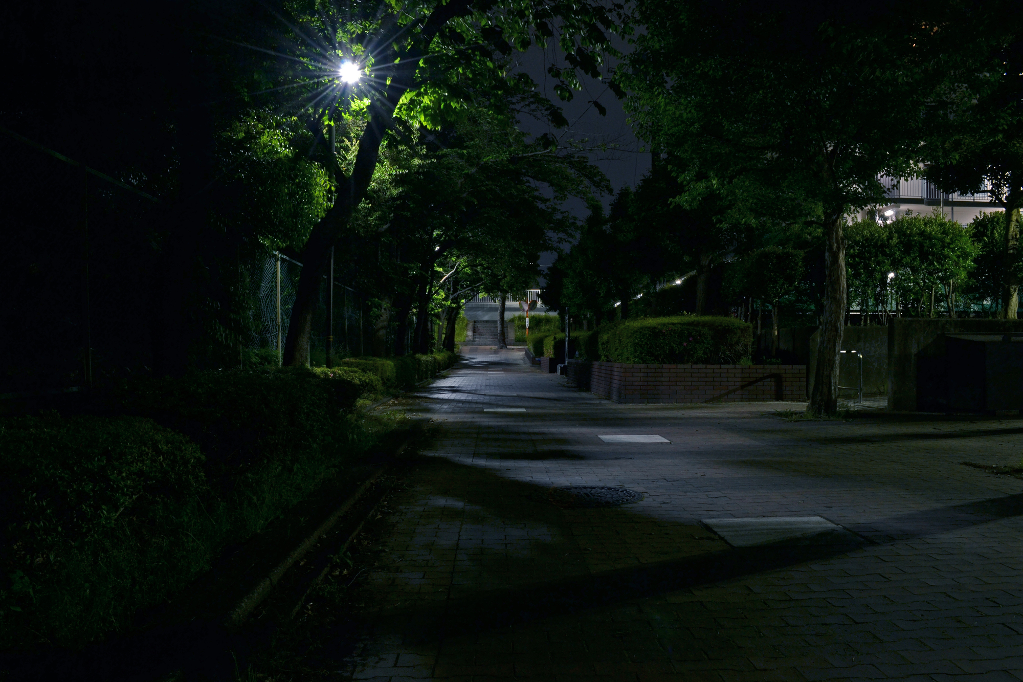 夜の並木道
